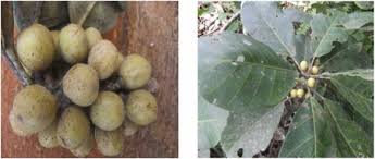 Image result for Uapaca