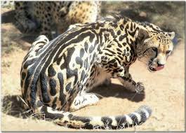 Rare Cheetah Mutation The King Cheetah 1200x861 Imgur Cheetah Photos Animals Wild Cheetahs