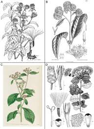 Image result for Vernonia centaureoides