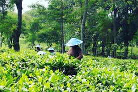 Pabrik teh di ngoro industri : Malang Merdeka Com Menikmati Kesejukan Wisata Kebun Teh Wonosari Lawang