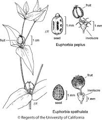 Image result for Euphorbia granulata