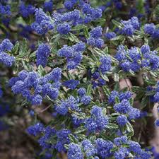 Traditionally, the tree in the blue room is the official white house christmas tree. Ceanothus Pacific Blue Garden Express
