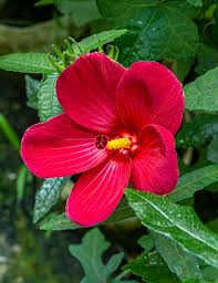 Image result for Hibiscus cannabinus