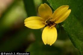 Image result for Calyptocarpus vialis