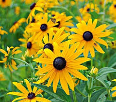 Rudbeckia Fulgida Sullivantii Goldsturm White Flower Farm Black Eyed Susan Best Perennials