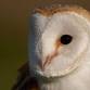 2025 Ashdown Forest Centre (An Evening with Owls) event image