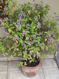 Image result for Asystasia vogeliana