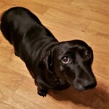 Small dachshund breeder of high quality pups. Ida In Vt S Web Page Dachshund Puppies Dogs Pet Dogs