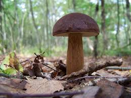 Großverkauf schwarzer pilz aus china schwarzer pilz großhändler über großverkauf, großverkauf und mehr bei alibaba.com. Pilzarten Teil 1 Die Rohrenpilze