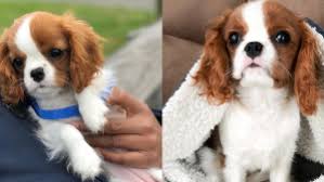 You can also view videos and pictures on google, yelp, facebook and bing. More Puppy Scams Reported In B C During The Covid 19 Pandemic Ctv News