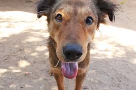Paralyzed dog stuck in sewage had no way out. Meet Hopper today! - Animal Aid Unlimited