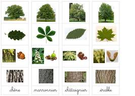 Reconnaissance Des Arbres Grace A Leurs Feuilles Leur Tronc Les Fleurs Et Leurs Fruits Mise En Paire D Images Feuille Feuille Arbre Activites Nature Enfants