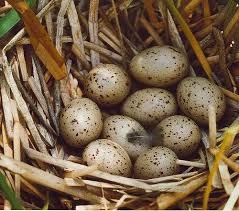 Names Of Birds With Their Nests Common Gallinule Gallinula Galeata Eggs Bird Nest Common