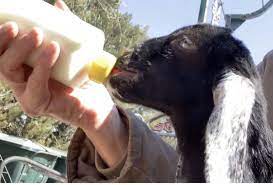 Bottle Feeding Baby Goats Backyard Goats