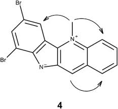 Image result for Triainolepis