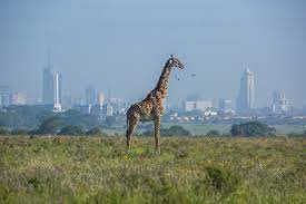 It is bordered to the north by south sudan and ethiopia, to the east by somalia and the indian ocean, to the south. Kenya Rebelgroup