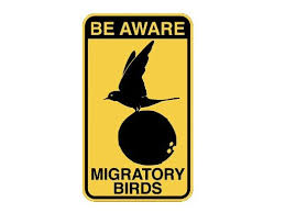 What Is The Air Speed Velocity Of An Unladen Swallow Awareness Migratory Birds Celebrity Art