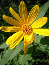 Image result for Oxyanthus strigosus