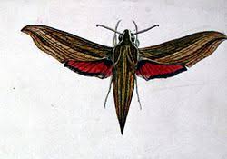 Image result for Cyrtorchis neglecta