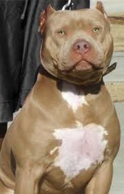 Pitbull Terrier Mix Black And Brown Pin On Bro Hoe Barbie