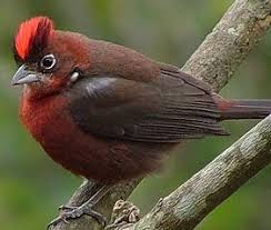 Canto Canario Da Terra Metralha Download Passaros Cravina Coryphospingus Pileatus Em 2020 Passaros Brasileiros Passaros Do Nordeste Animais Brasileiros