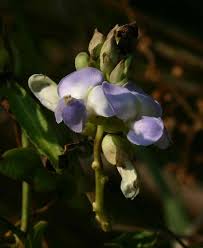Image result for Psophocarpus scandens