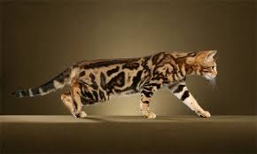 Our love for the breed comes from our first bengal, willow. Bahiya Bengals Bengal Cat Breeder Indiana Georgia Bengal Cat Bengal Cat Breeders Cats