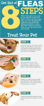How To Get Rid Of Fleas In The House Video Tutorial