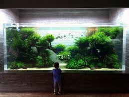 Ada Designed And Maintained Gigantic Aquascape In Sumida Aquarium Tokyo Photo Credit Talachi Aquascape Design Aquascape Aquarium Aquascape