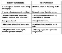 Cellular respiration study guide answer key.— cellular respiration uses the products of photosynthesis as their reactants and vice versa. Chap 10 Photosynthesis Flashcards Quizlet