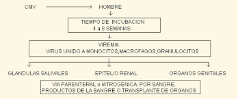 Testarea cmv implică fie măsurarea anticorpilor anticorpii igg sunt produși de organism la câteva săptămâni după infecția inițială cu cmv și asigură. Test