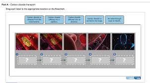 Solved Carbon Dioxide Transport Drag Each Label To The Ap