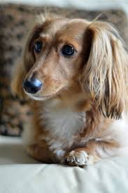 2,094 likes · 9 talking about this · 5,964 were here. Own A Dachshund So They Can Be Named Wasabi And Marcel Dachshund Dog Dachshund Puppies Dachshund Breed