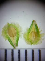 Image result for Kyllinga squamulata