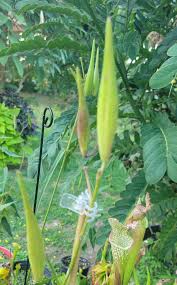 Image result for Stathmostelma