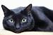 Egyptian Mau Bombay Cat