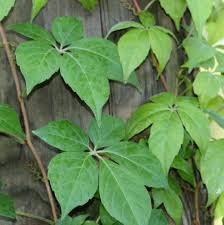 Maybe you would like to learn more about one of these? Poison Ivy Home Garden Information Center