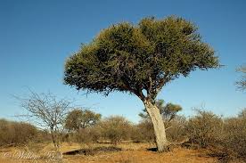 Image result for Boscia foetida