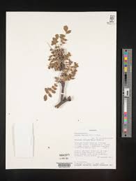 Image result for Lannea antiscorbutica