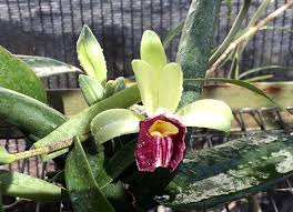 Image result for Vanilla polylepis