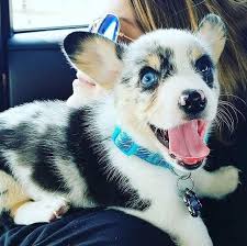 You get two kinds of corgis, pembroke welsh corgis, and cardigan welsh corgis. Pembroke Welsh Corgi Puppies For Sale Best Prices Online