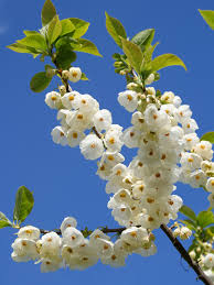 Image result for Halesia