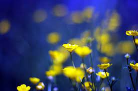 Select a beautiful wallpaper and click the yellow download button below the image. Hd Wallpaper Yellow Flowers Blue Background Buttercups Wallpaper Flare