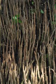 Image result for Gymnosporia arbutifolia