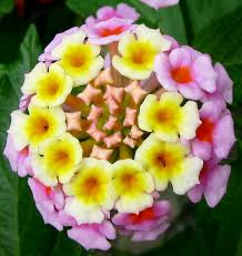 Image result for Lantana camara
