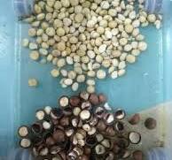 Automatic Macadamia Nut Mini Color Sorter Nuts Color Sorter ...