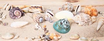 Deko mit muscheln auf dem kaffeetisch: Naturdekoration Bestellen Mare Me Maritime Dekoration Geschenke