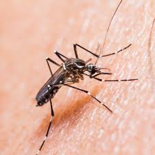 Image result for mosquito bite