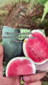 Descubra Videos Populares Sobre Johnnie Watermelon Seed Tiktok