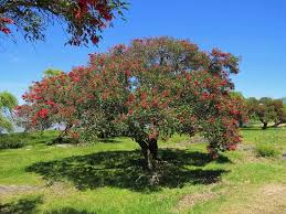 Image result for Erythrina crista-galli